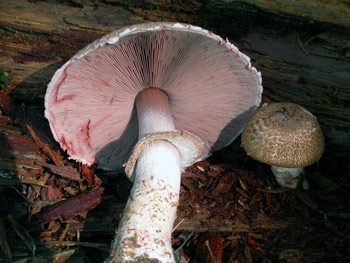 A typical mushroom, Agaricus haemorrhoidarius